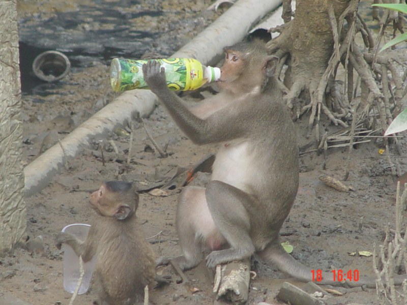 Lũ khỉ ở đây rất dạn